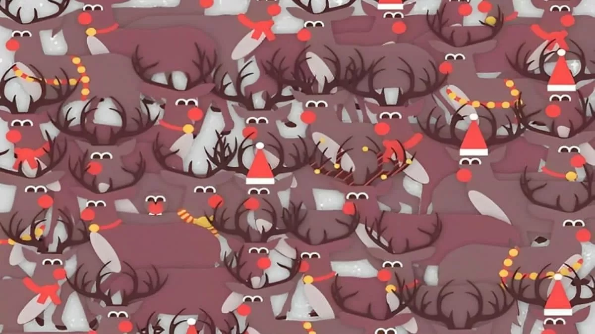 Find Bird in 9 Seconds