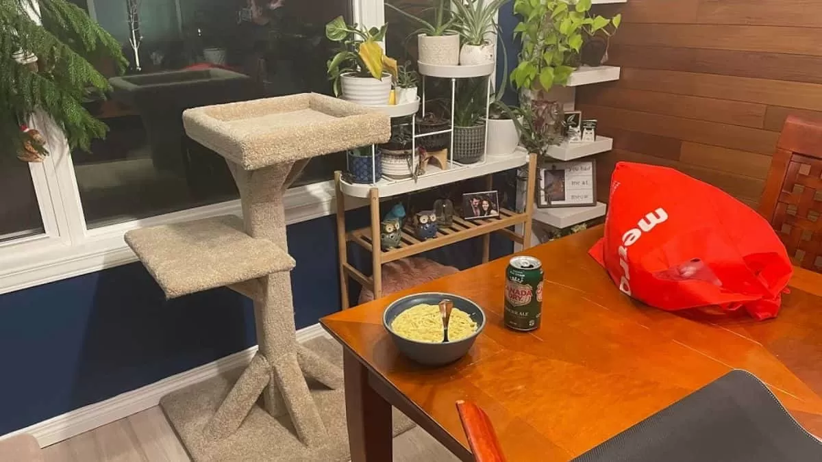 Find Cat in 4 Seconds