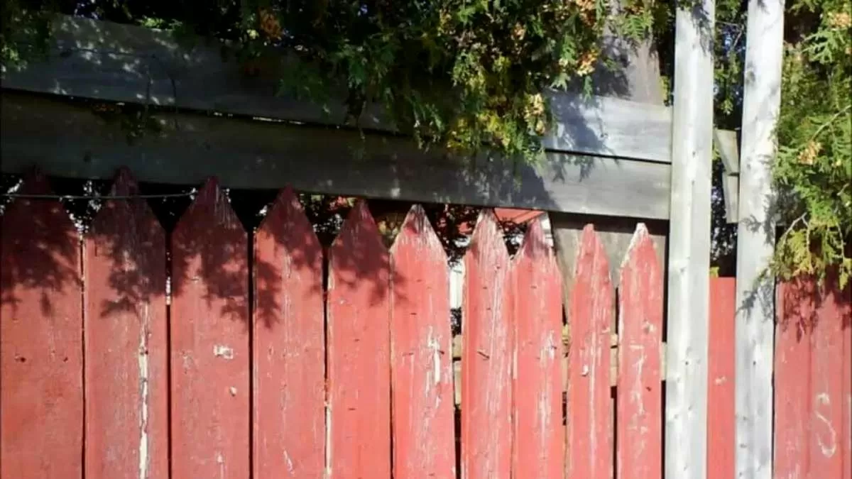 Optical Illusion Test: Find The Cat Hiding In The Garden Picture In 12 Seconds.
