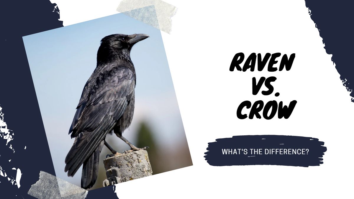 American Crow vs Common Raven - A Tale of two corvids