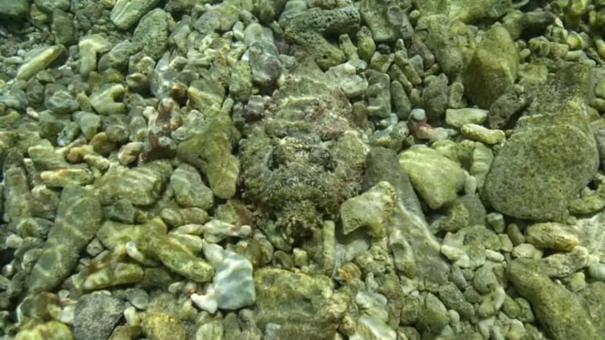 Find Fish in 5 Seconds
