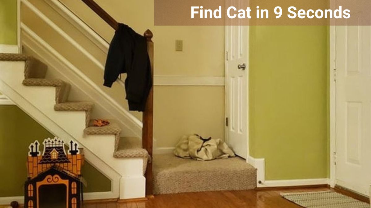 Find Cat in 9 Seconds 