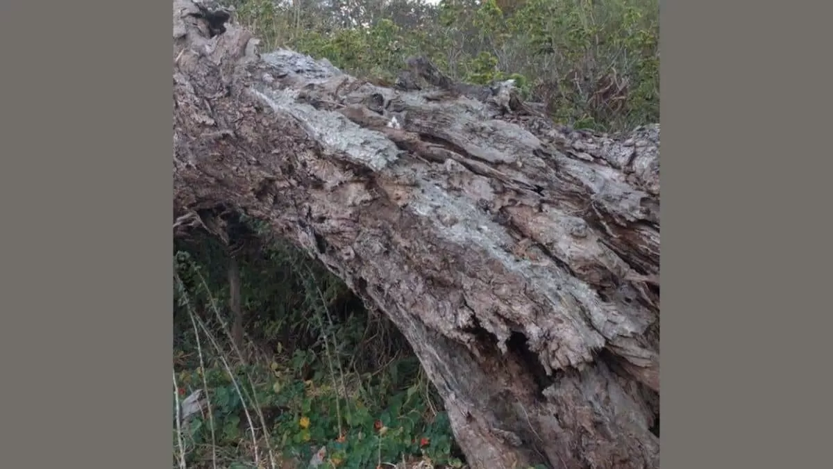 Find Cat in 7 Seconds