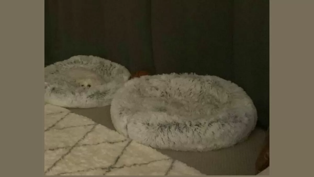 Find Dog in 4 Seconds