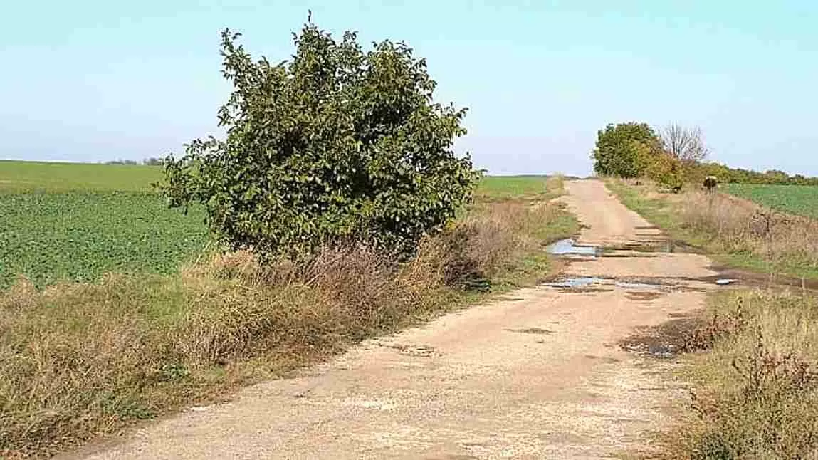 Find the hidden cow!