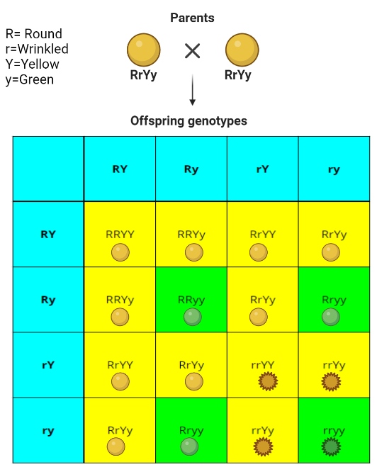 Dihybrid cross