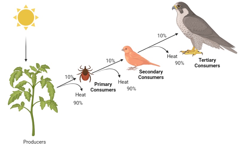 Energy flow through food chain