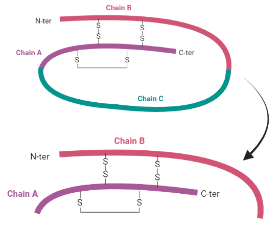 Maturation of Insulin