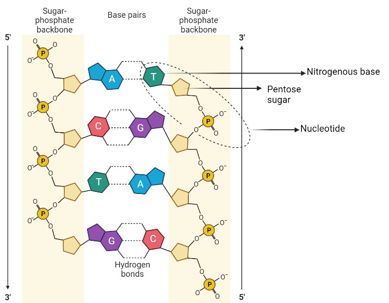 Molecular structure of DNA