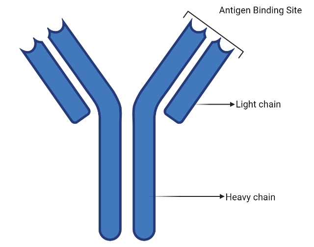 antibody structure