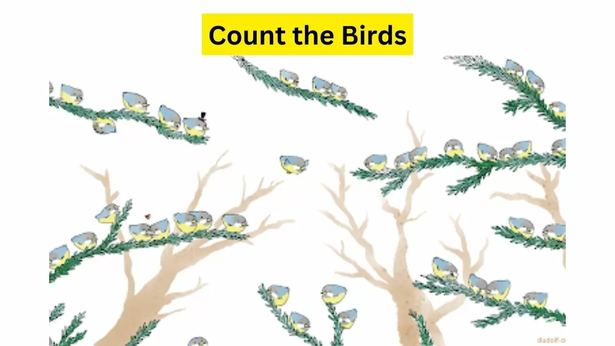 How many birds do you see?