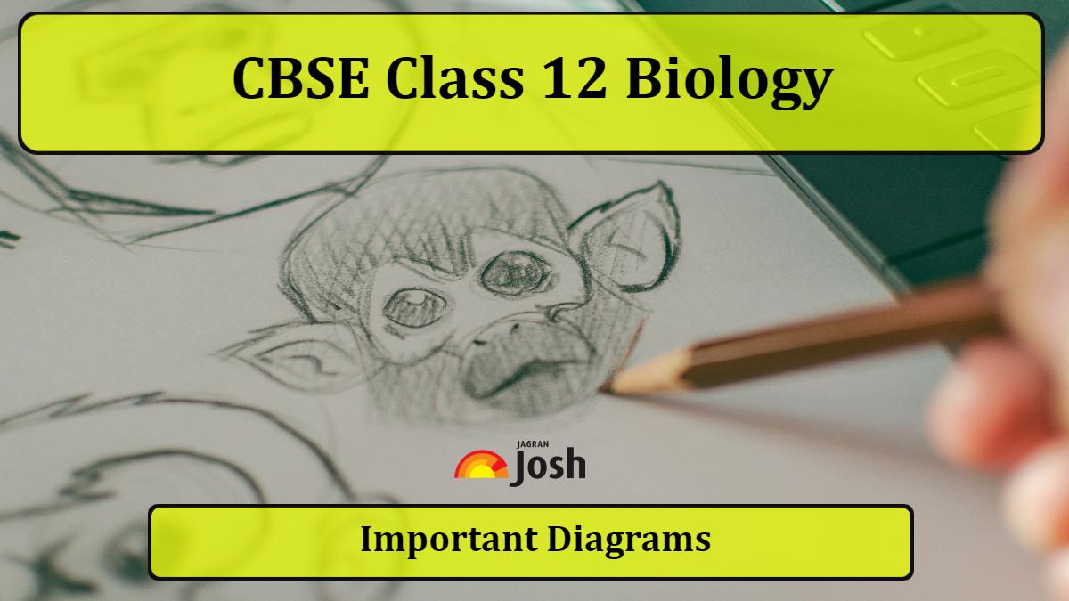 Important CBSE Class 12 Biology Diagrams with Label and Explanations