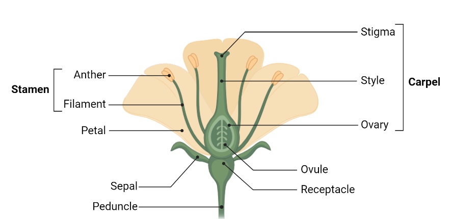 flower structure