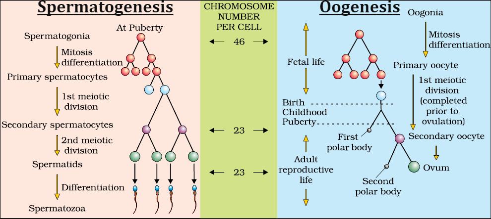 Spermatogenesis and Oogenesis