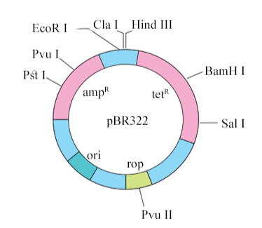 pBR322 plasmid