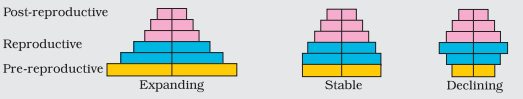 Age pyramids for humans