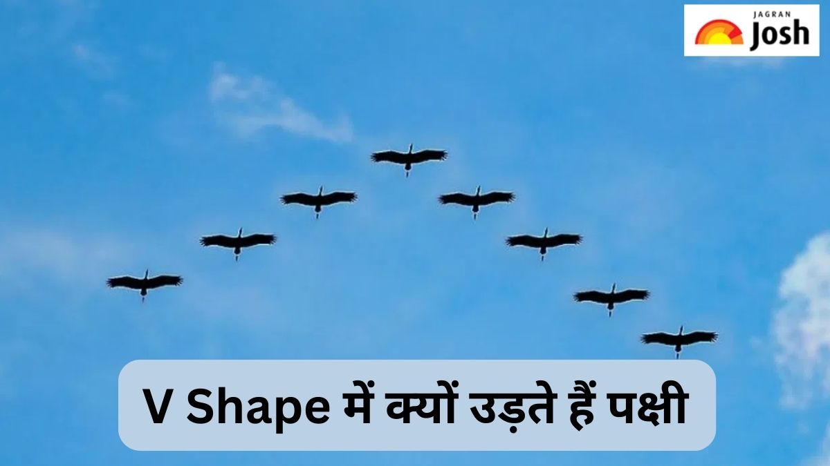 V Shape में ही क्यों उड़ता है पक्षियों का झुंड, जानें 