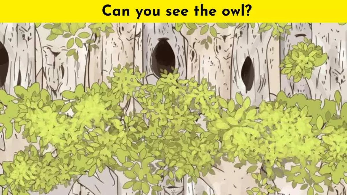 Can you spot the owl?
