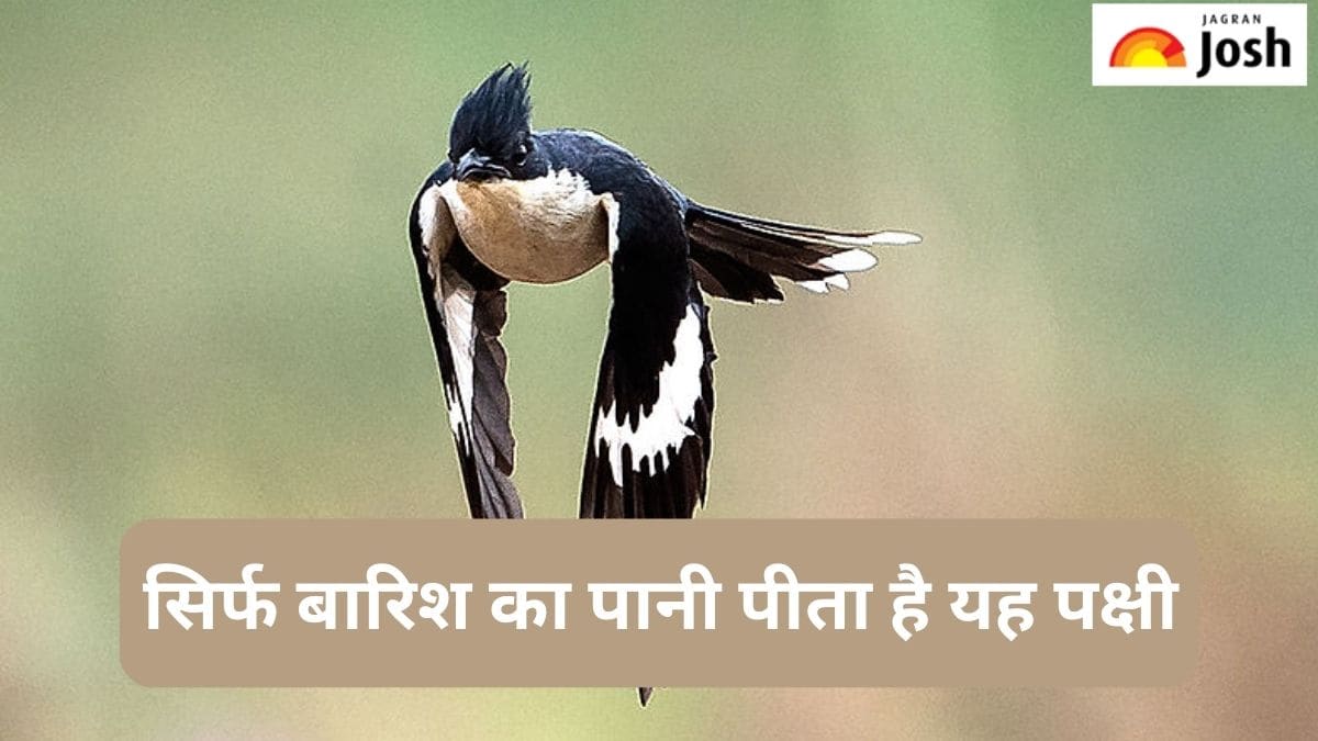 दुनिया का वह अनोखा पक्षी कौन-सा है, जो सिर्फ बारिश का पानी पीता है, जानें 
