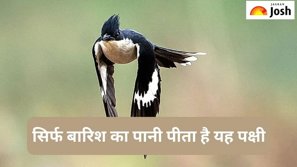 बारिश का पानी पीने वाला पक्षी