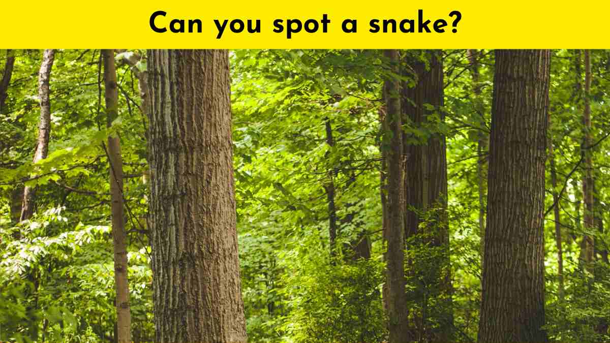 Are you good at finding things? Prove yourself by finding the snake hidden in the trees within 9 seconds!