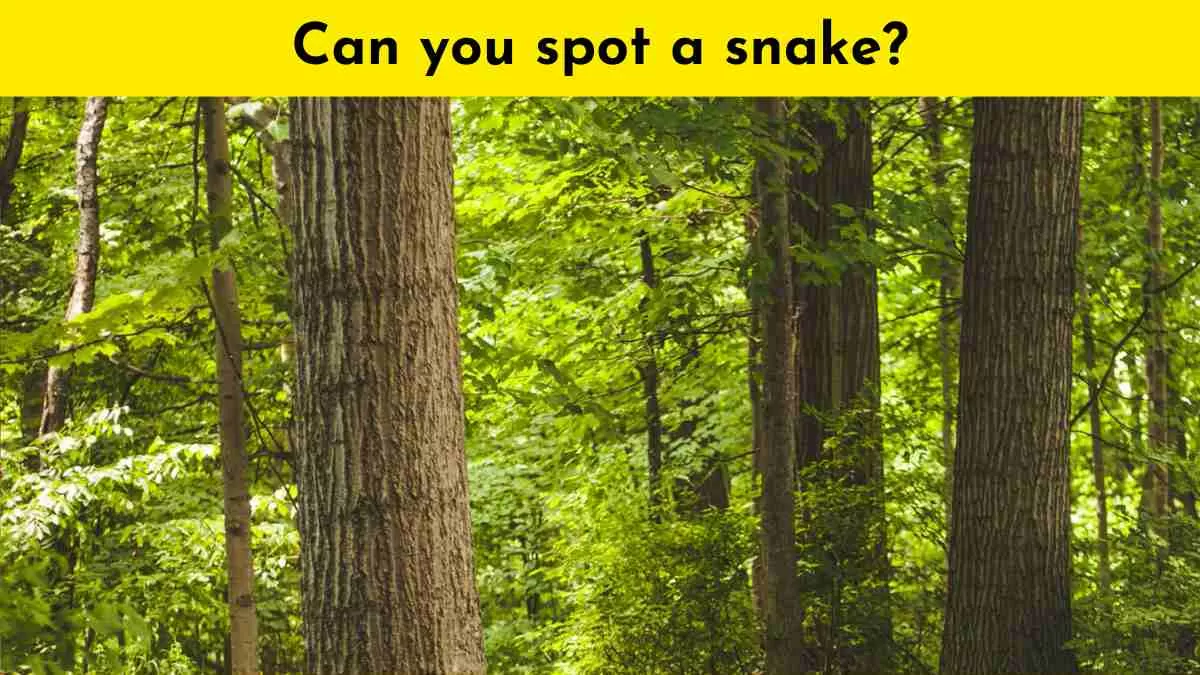 Try to spot the snake in 9 seconds. Will you succeed?                            