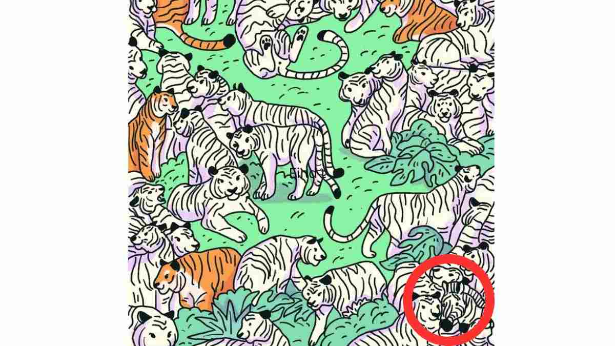 the hidden zebra is here