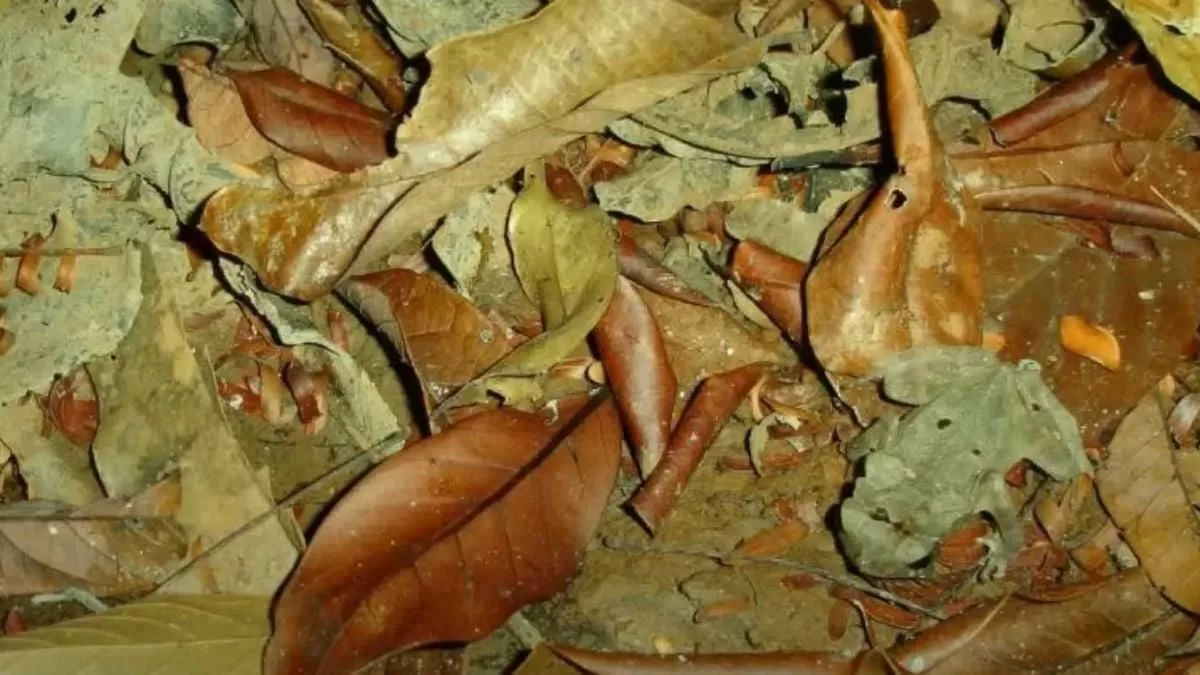 Find Frog in 5 Seconds