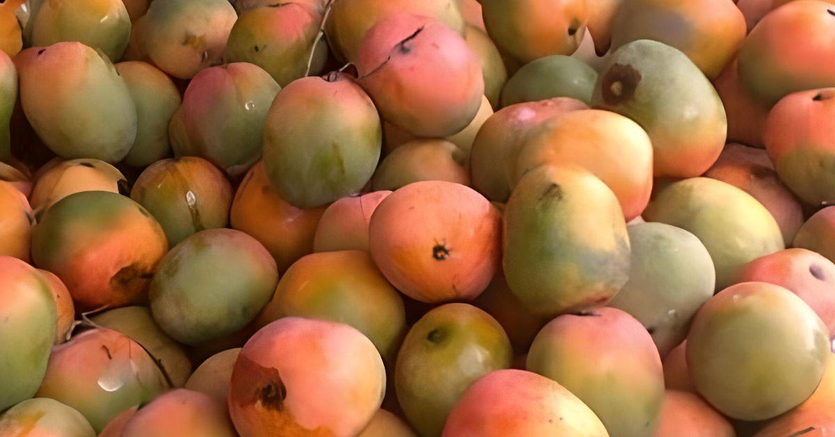 Optical Illusion: Can you find the parrot before your eyes deceive you?