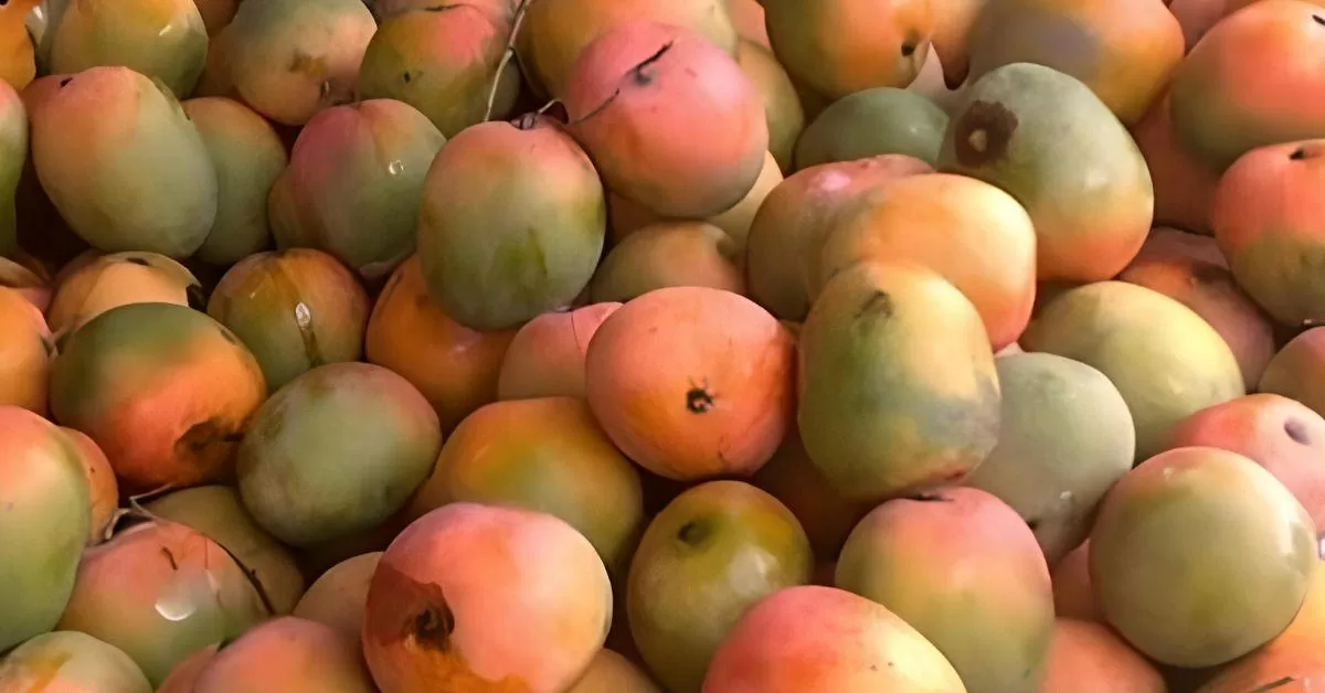 Find the Hidden Parrot