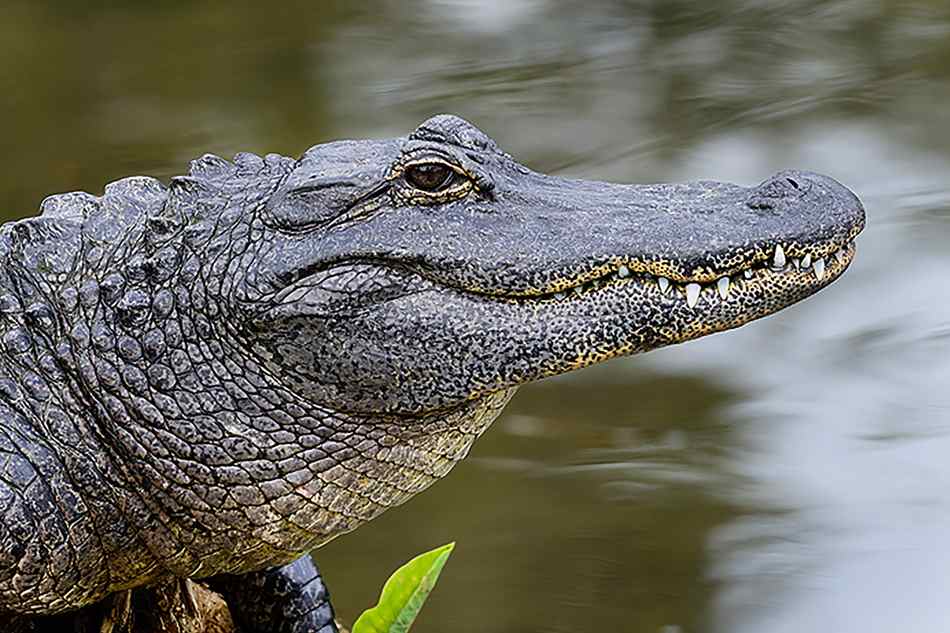 What Is The Difference Between Alligator and Crocodile?