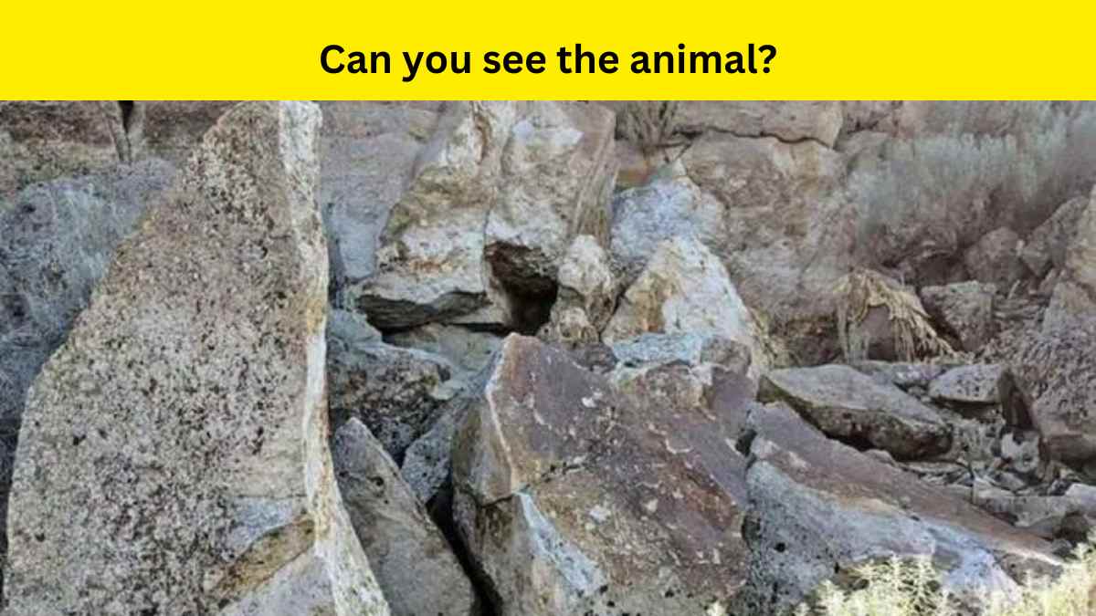 We bet you can’t find the animal hidden in the rocks within 7 seconds. Can you?