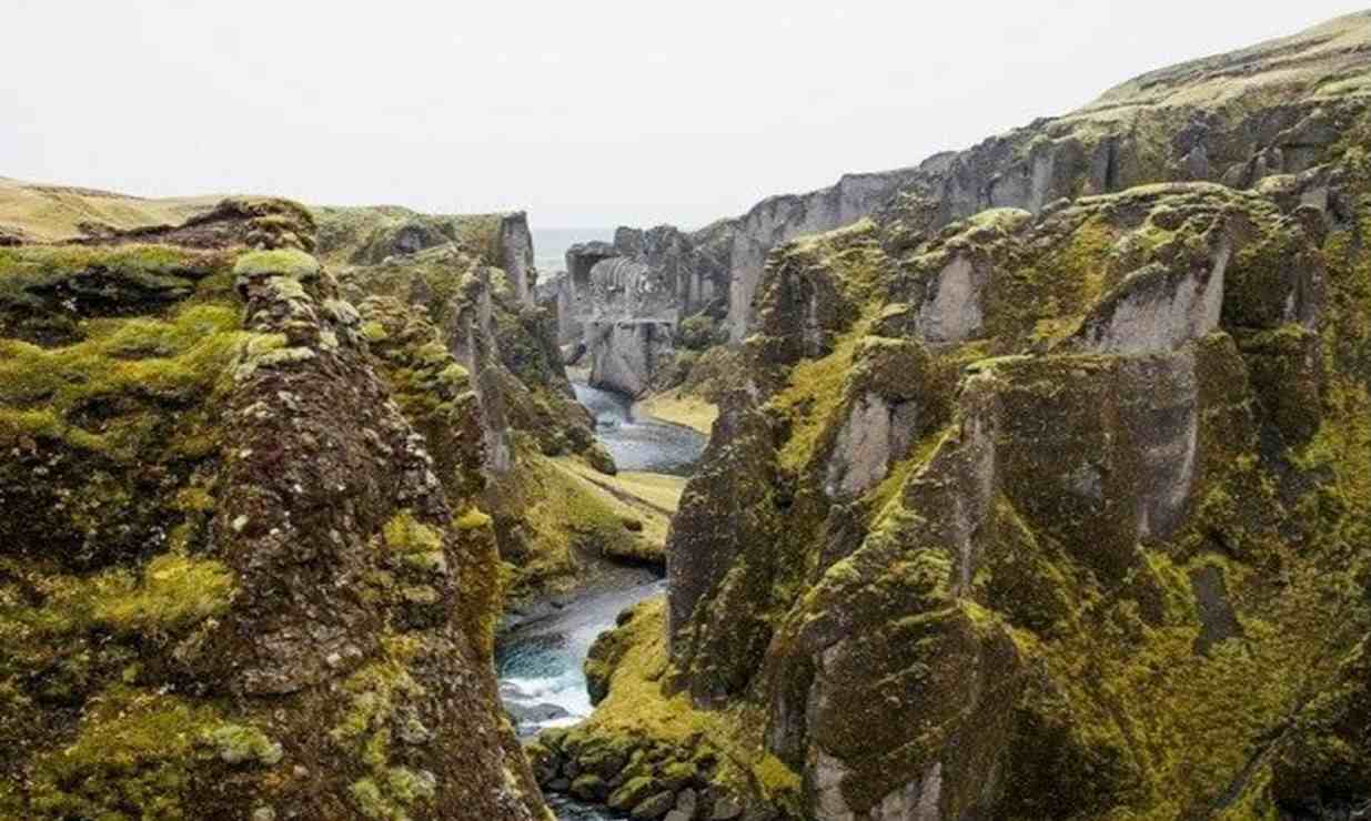 picture puzzle iq test find hidden animals