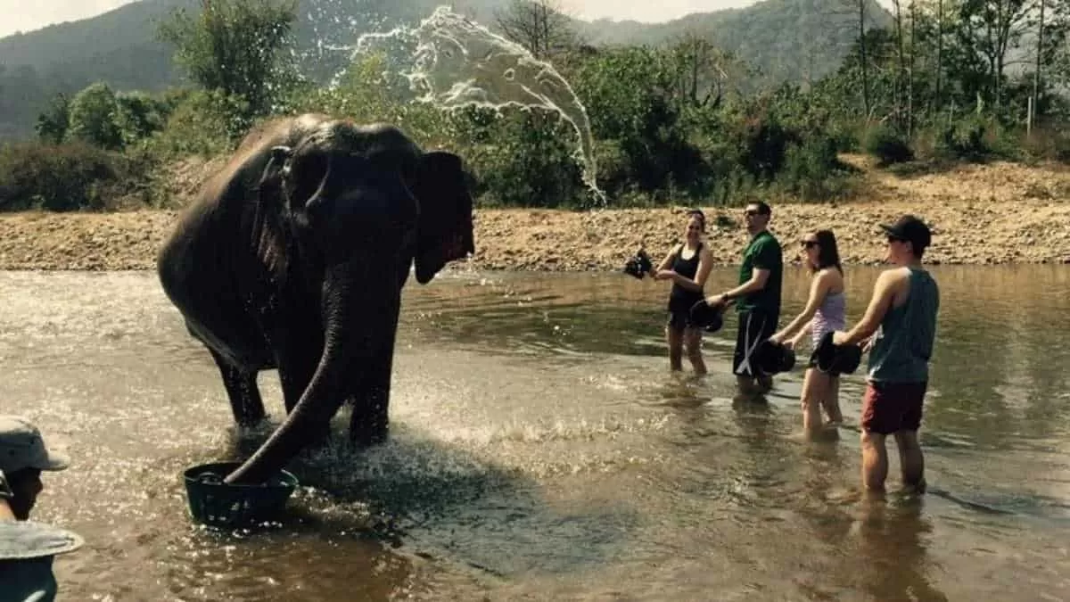 Find second elephant