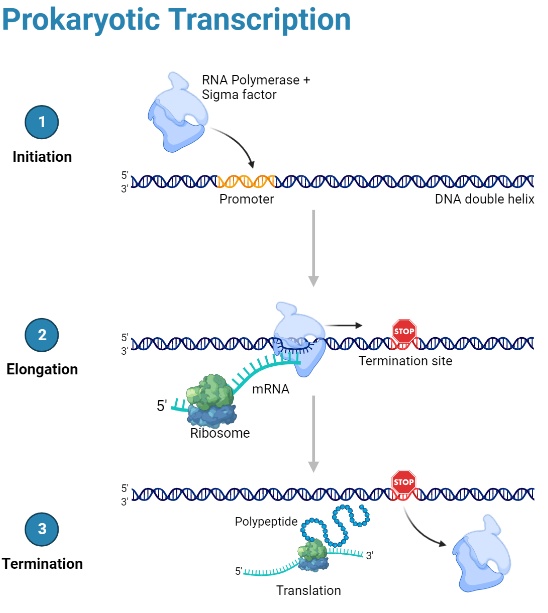 CBSE Class 12 Biology Molecular Basis of Inheritance Revision Notes for ...