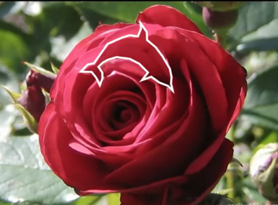 dolphin rose hidden animals optical illusion answers