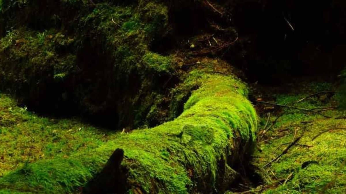 Can you spot a frog in 7 seconds in this mind-blowing optical illusion?
