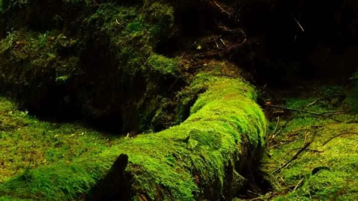 Find frog in the forest in 7 seconds
