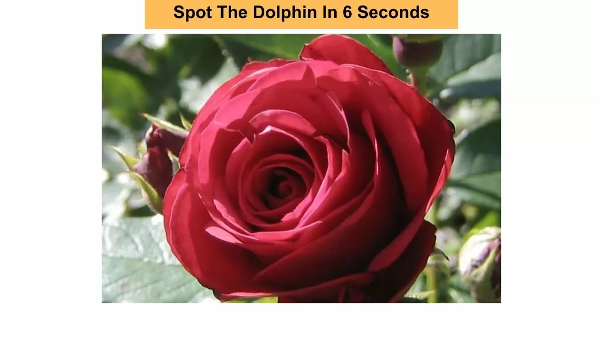 Optical Illusion for Testing Your IQ