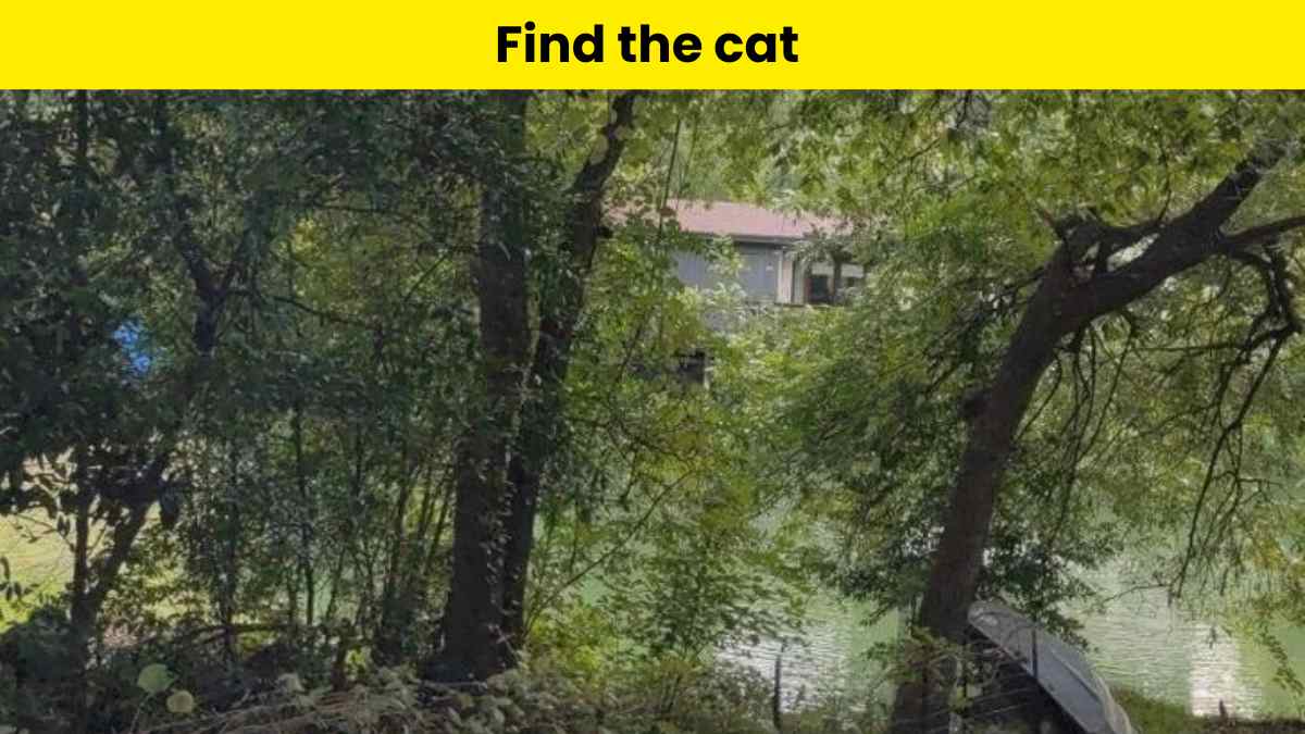 Only the top 3% can find the cat hidden in the tree picture within 7 seconds!