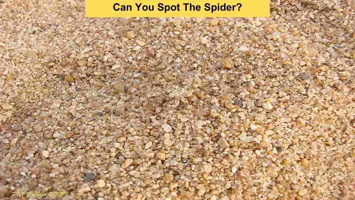 Optical Illusion Visual Test: Can You Spot The Spider Within 6 Seconds?