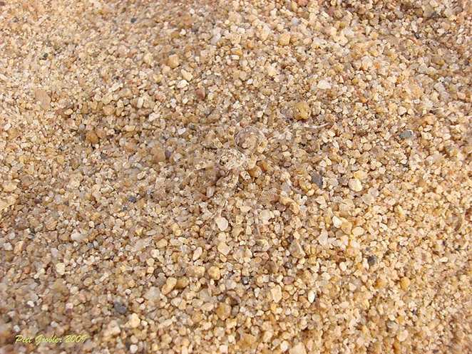 spot hidden animals optical illusions