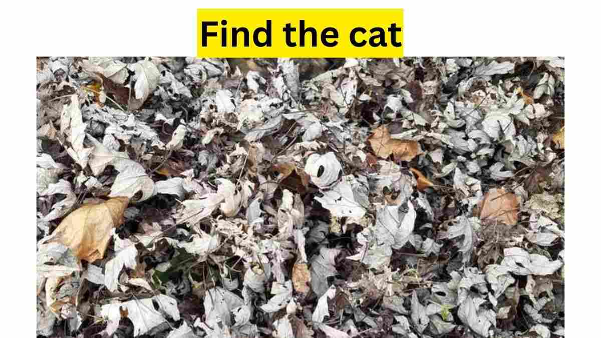 This one’s tough! Only A Superhuman can find the cat hidden in this mind-boggling optical illusion. 21 seconds left!
