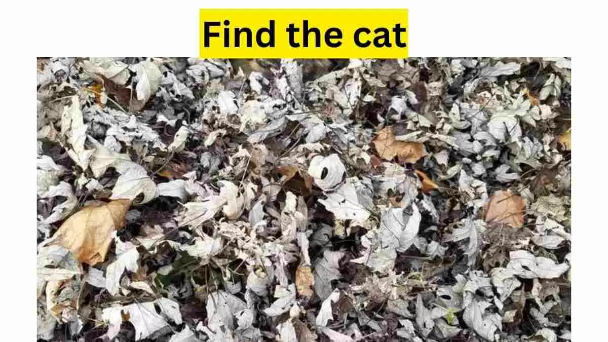 This One s Tough Only A Superhuman Can Find The Cat Hidden In This this-one-s-tough-only-a-superhuman-can-find-the-cat-hidden-in-this