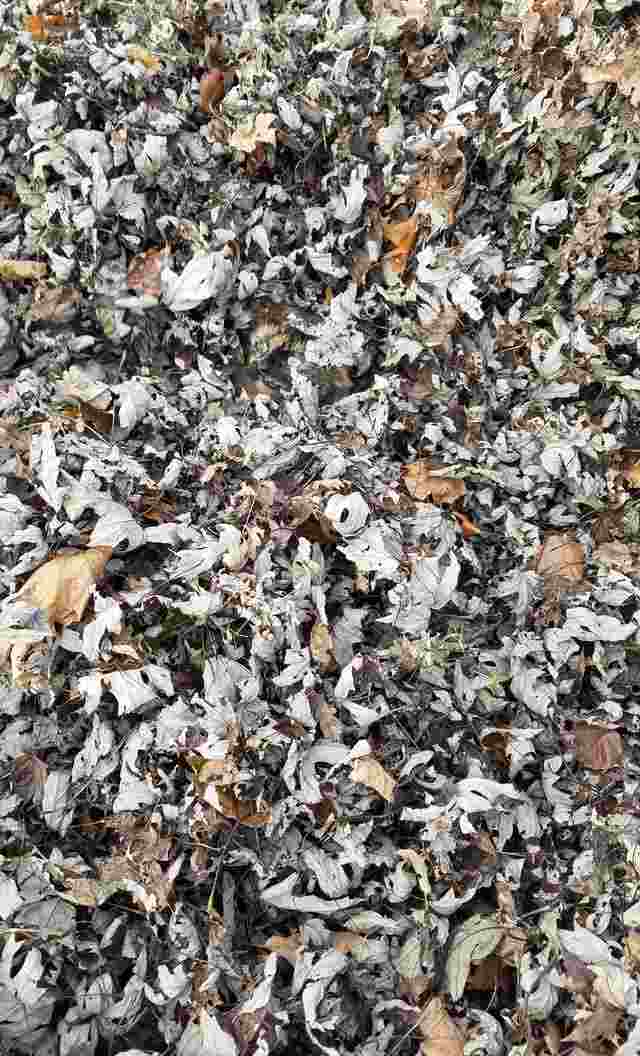 where is the cat