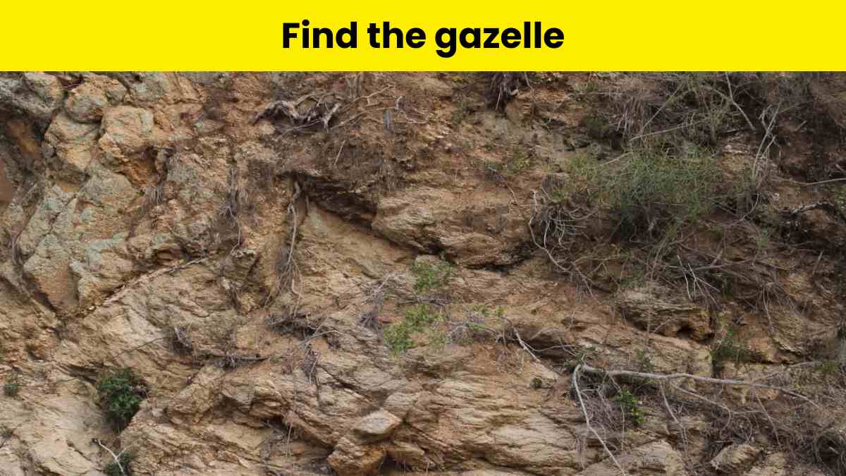 You have hawk-like eyes if you can spot the gazelle on the mountain in 5 seconds!