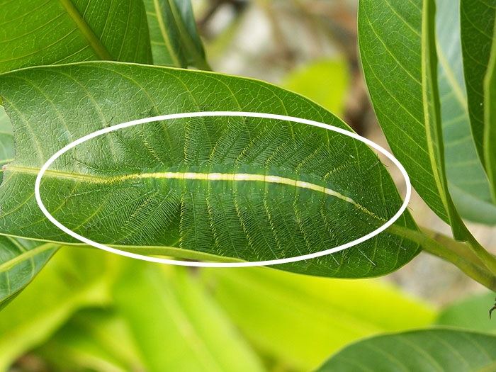 hidden animals optical illusions with answers