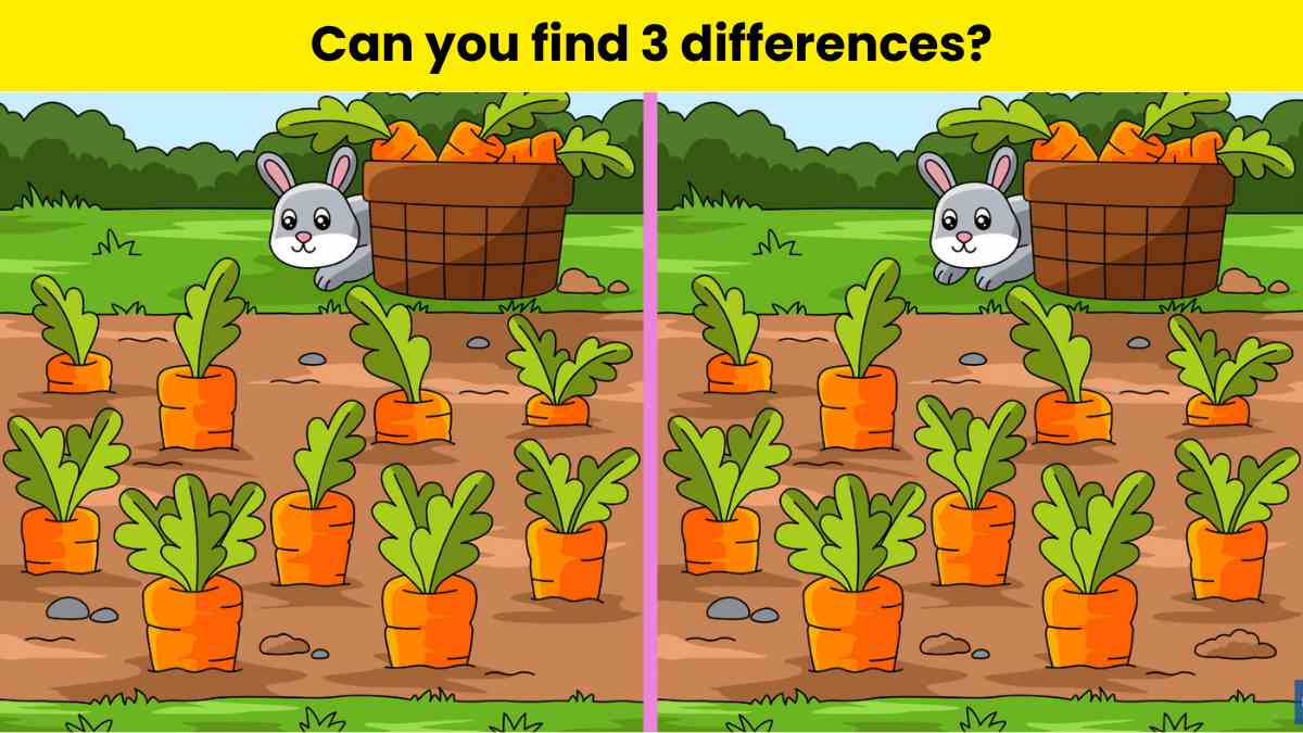 How sharp are your eyes? Spot 3 differences in the rabbit pictures within 13 seconds!
