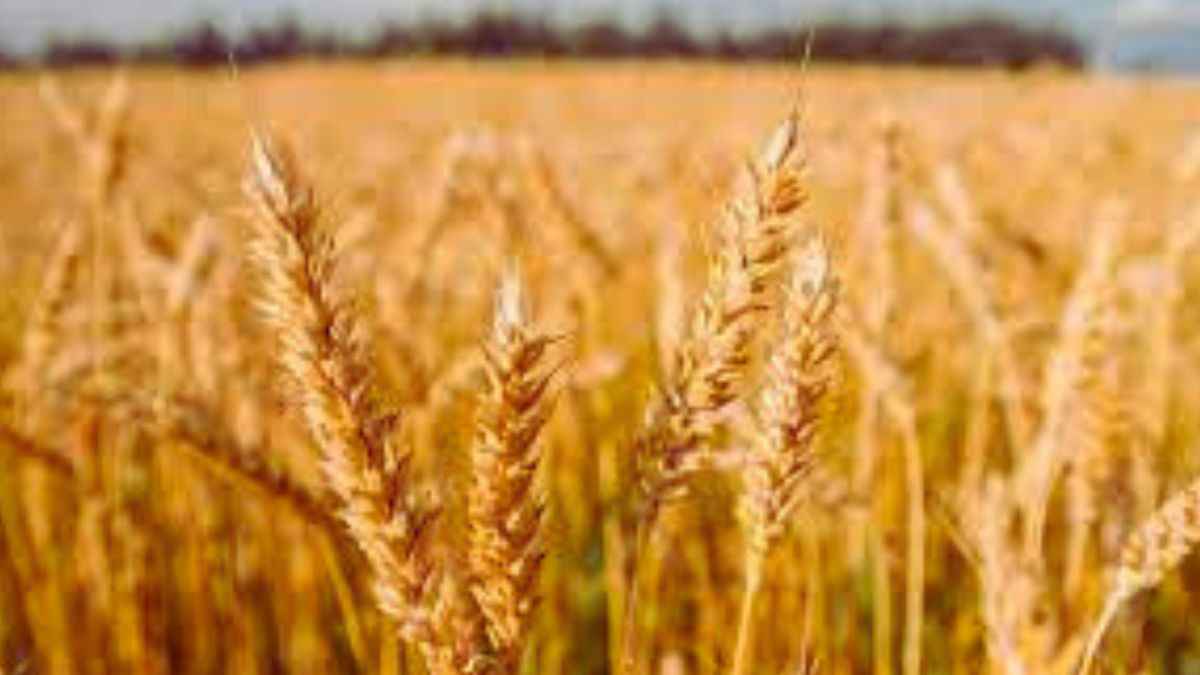 What was the Black Sea grain deal? Know the reasons why it collapsed.