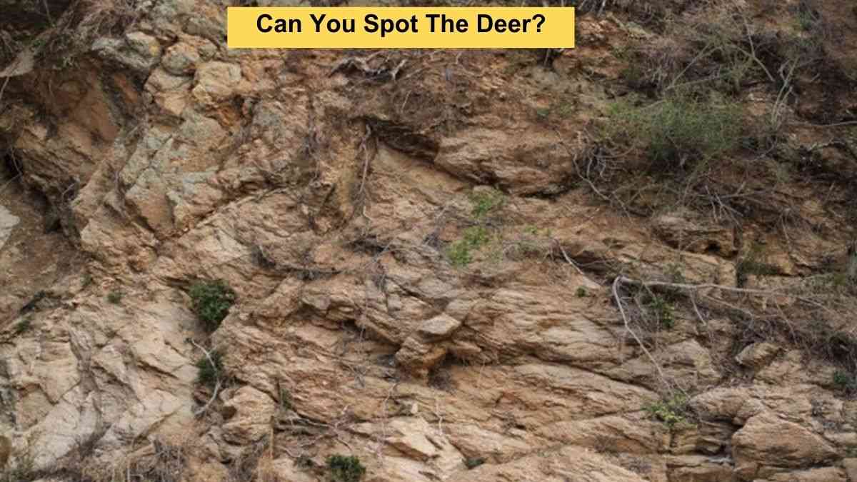 Only A Real Wildlife Lover Can Spot The Deer Within 6 Seconds!